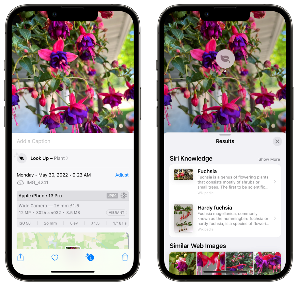 简阳苹果手机维修分享小技巧：使用 iPhone 相机识别花卉植物 